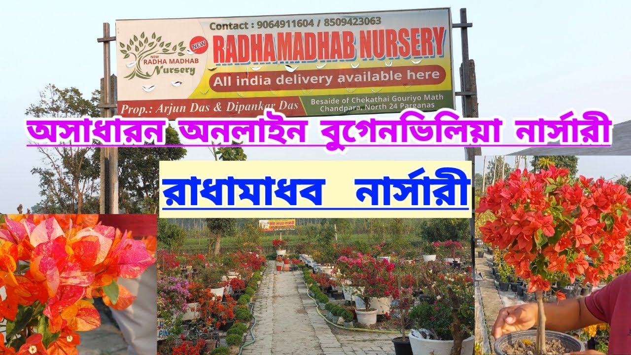 অনলাইন বুগেনভিলিয়া নার্সারি রাধামাধব ভ্রমন||Beautiful Online Bougainvillea Nursery Radhamadhab||