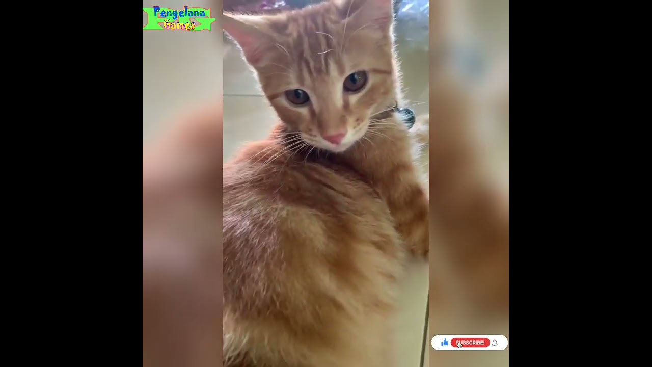 Video Kucing Lucu 😂 || kelakuan lucu Oyen Random 😂(2)