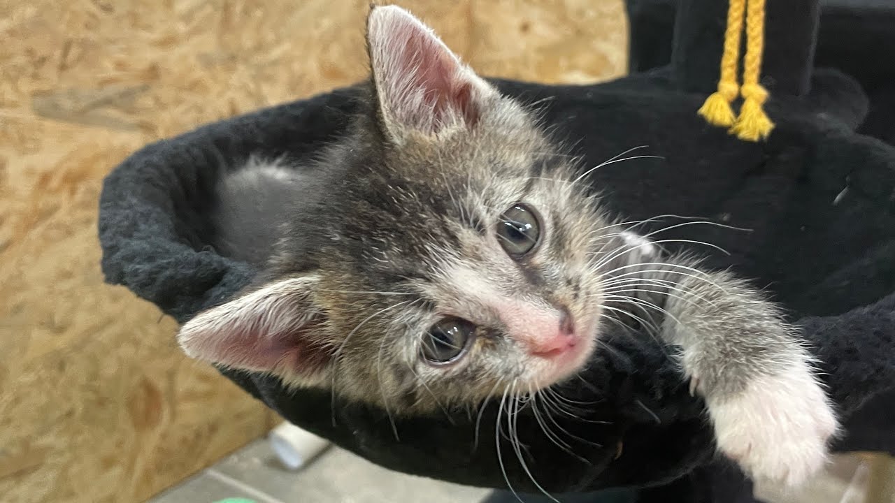 Kitten ohne Mutter, Teil 3: „Mutig ins Leben: Die vier Kätzchen erkunden neugierig ihre Welt..