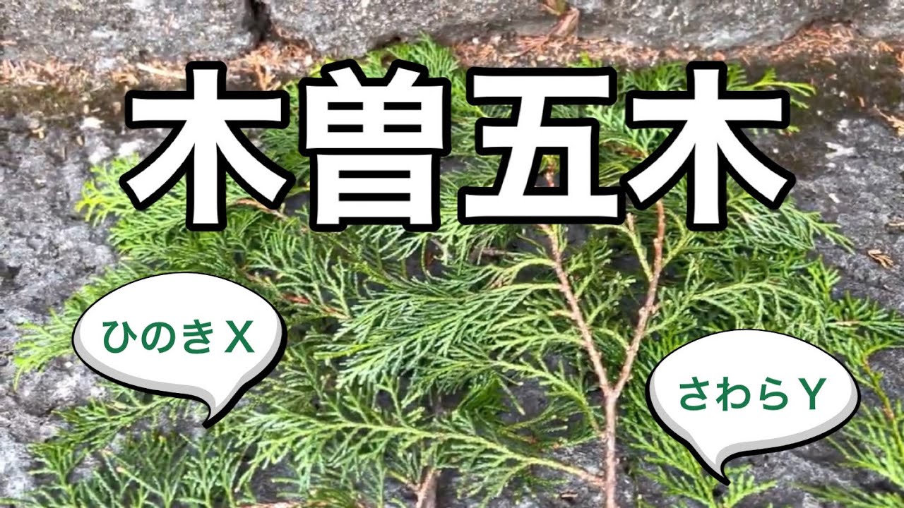 針葉樹の見分け方【木曽五木】なんでも杉かと思ってた？！
