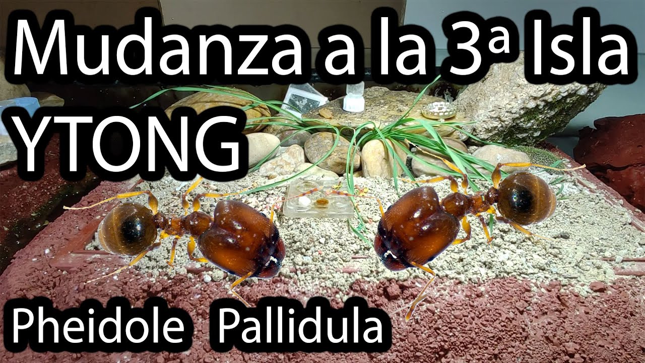 Mudanza de Hormigas Pheidole Pallidula / Hormiguero de Arena Ytong en Acuario Terrario Isla Vivario