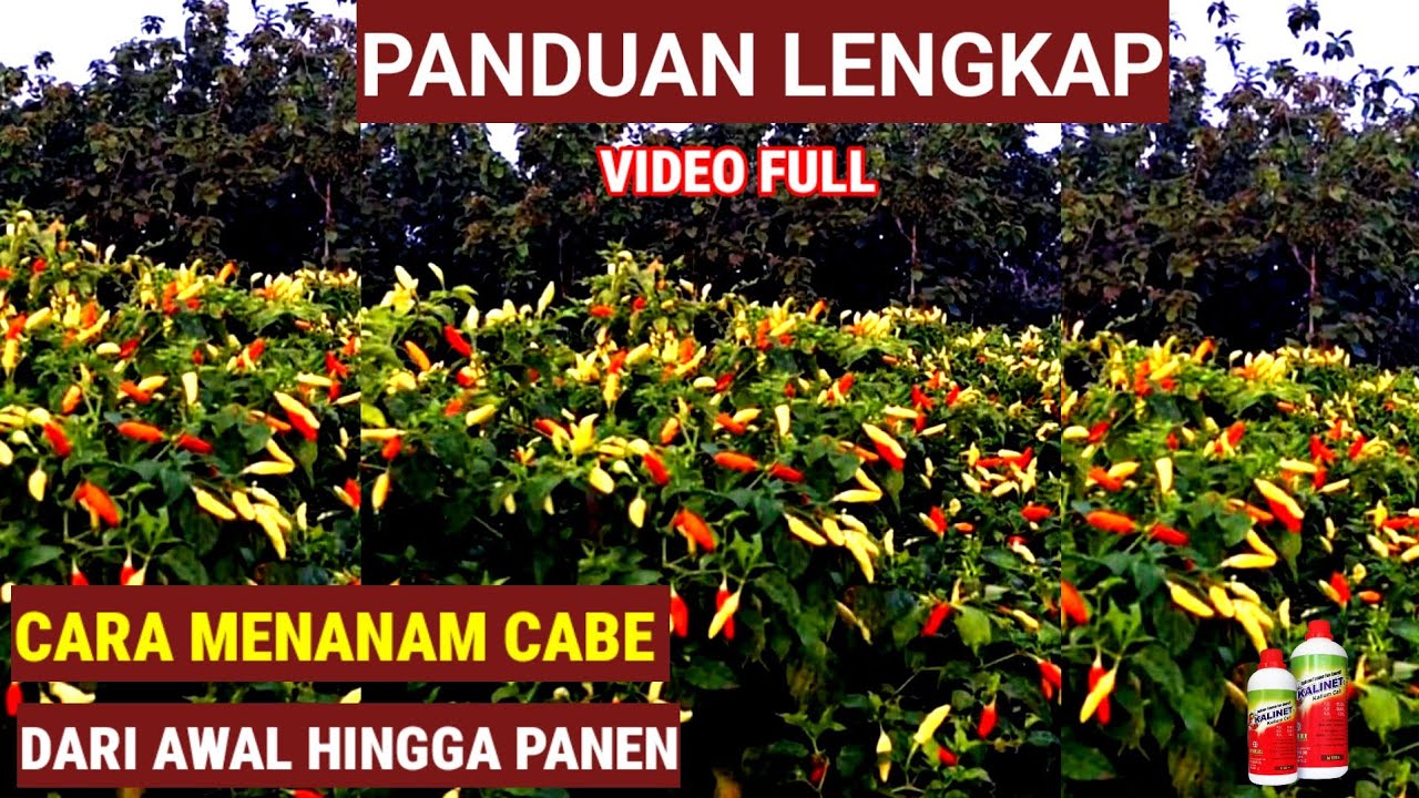 PANDUAN LENGKAP TANAM CABE..!! DARI AWAL HINGGA PANEN