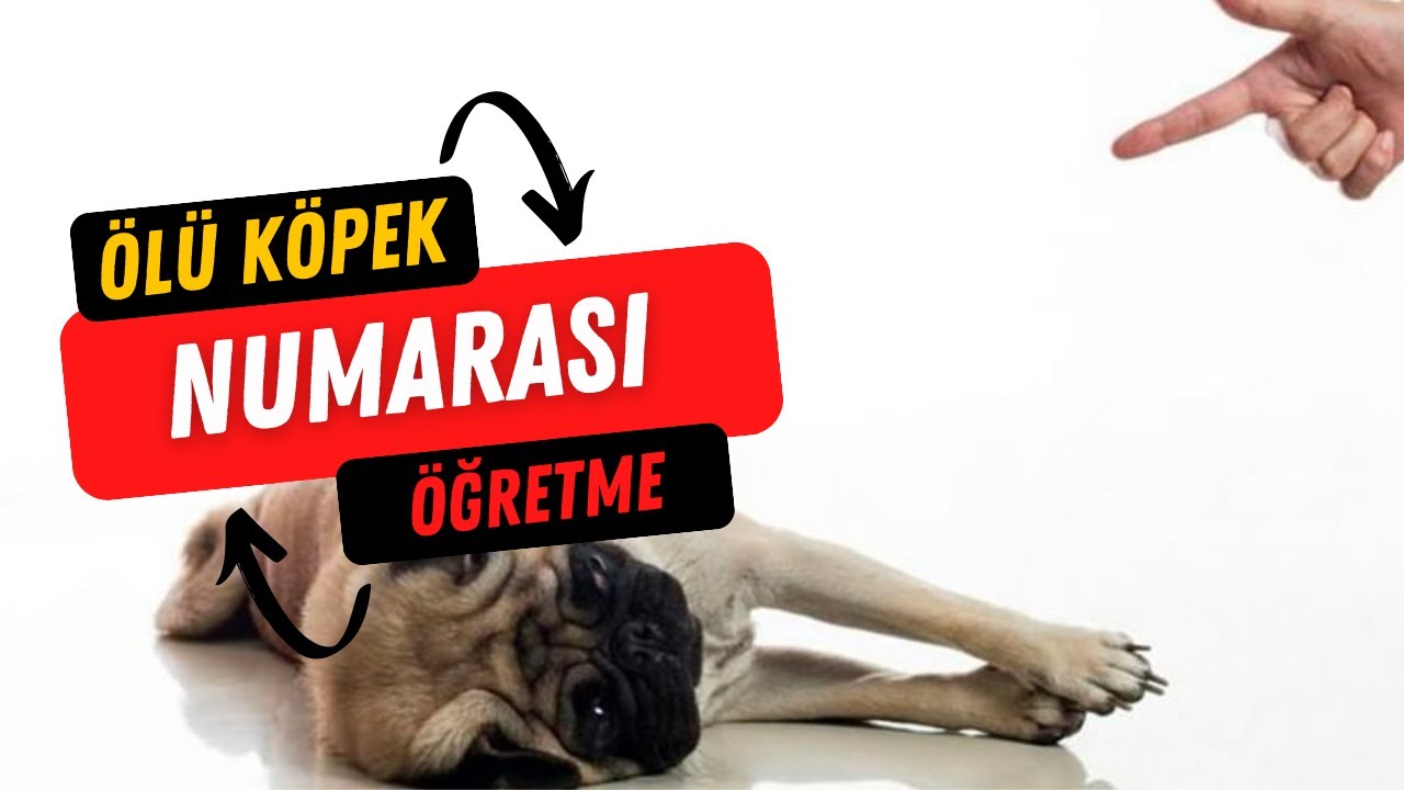 Köpeğinize Ölü Köpek Taklidi Öğretme - Köpekle Trick Çalışma - Köpek Eğitimi Videoları