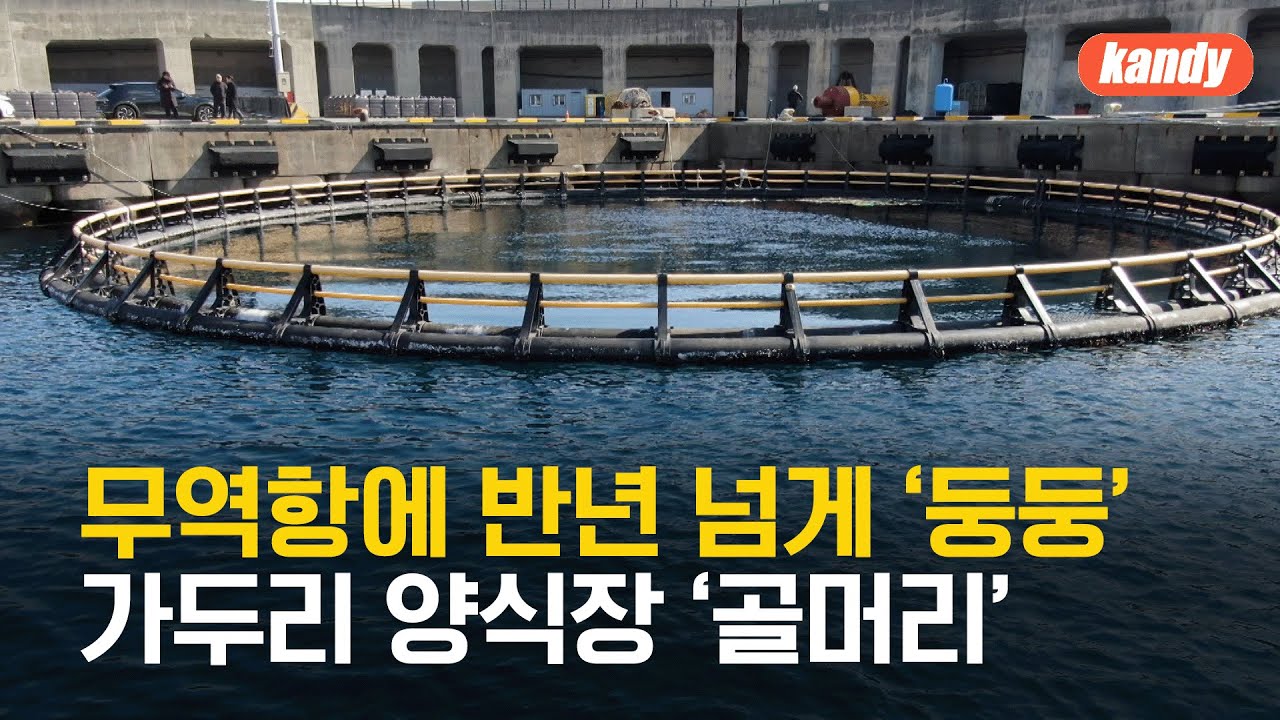 무역항에 반년 넘게 ‘둥둥’…주인 없는 가두리 양식장 골머리 / KBS  2025.02.10.