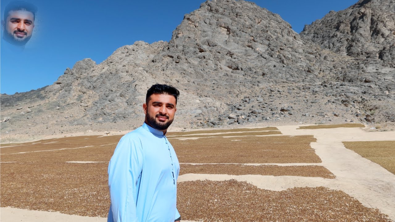 Grapes in mountains for processing | Living Afghan Vlogs | Samim Fazli |