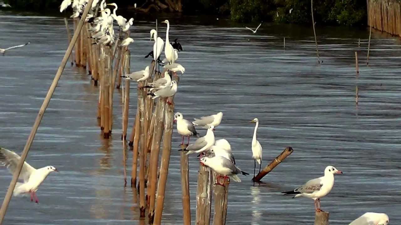 นกนางนวล สถานตากอากาศบางปู