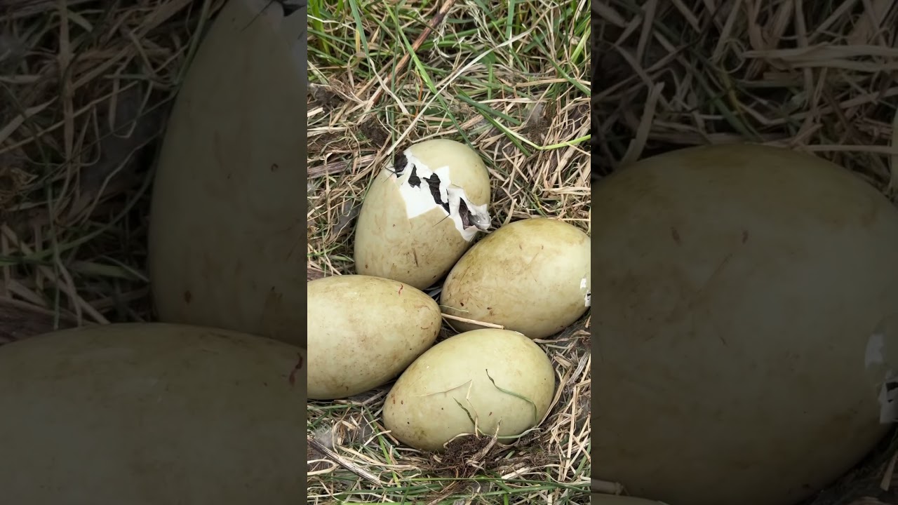 Life in an eider duck sanctuary