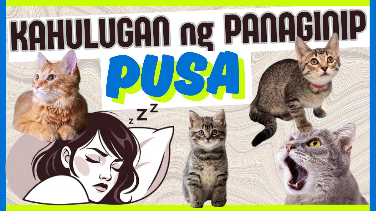 🐈 Kahulugan ng PANAGINIP ng PUSA |  IBIG SABIHIN kung nanaginip ng puti, itim at iba pa na PUSA