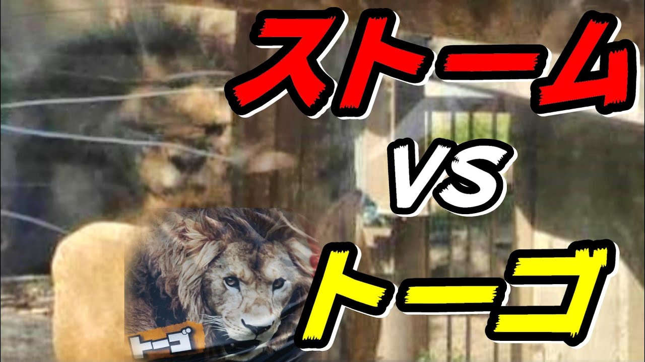 ストームVSトーゴ🦁TOBU ZOO LION
