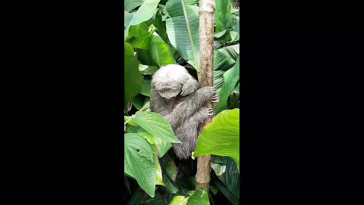 Hotel Arenal Xil&oacute;palo, La Fortuna