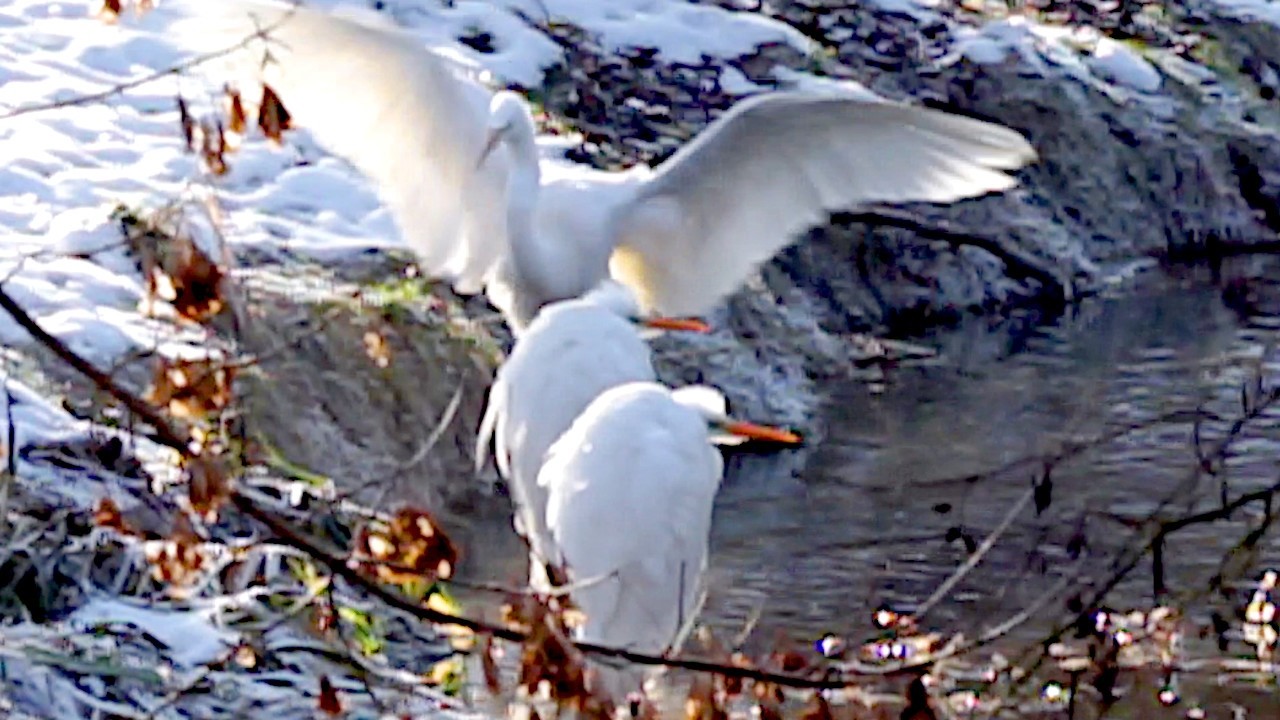 CZAPLE BIAŁE TRZY nad Bystrzycą sobie szły