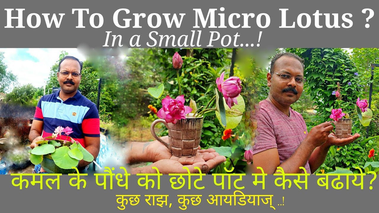 How to grow micro Lotus in small pot ? मायक्रो लोटस को छोटे से छोटे पाॅट मै भी कैसे खिलाॅंए ?