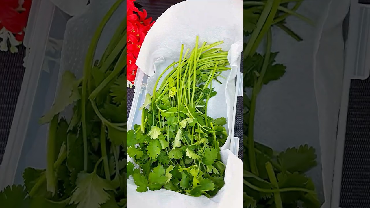 Amazing tip: how to store coriander leaves for long time in fridge #shorts #youtubeshorts