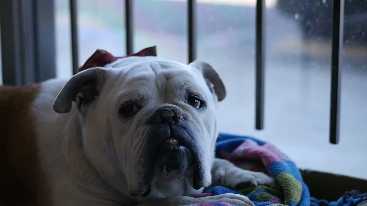 Why Do Dogs Sigh? 5 Common Reasons (From Happiness to Medical Red Flags)