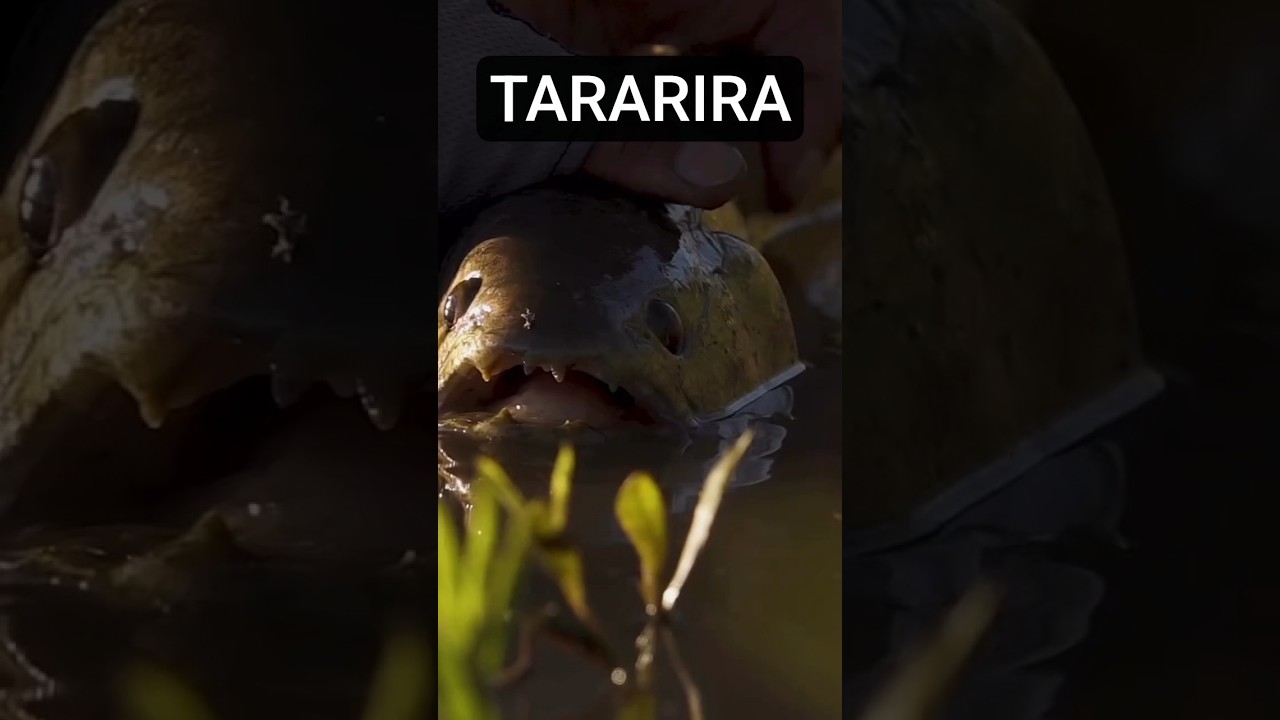 Tararira #pesca #lineadepesca #fishing #pescasub #taruchas #tarucha #hoplias #hopliasmalabaricus