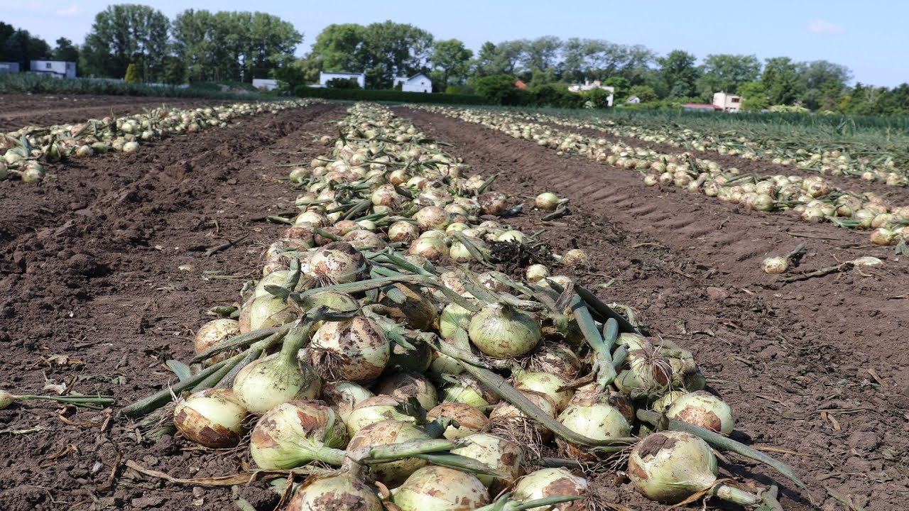Plantacja cebuli ozimej - lustracja w dniu 21.05.2021 r.