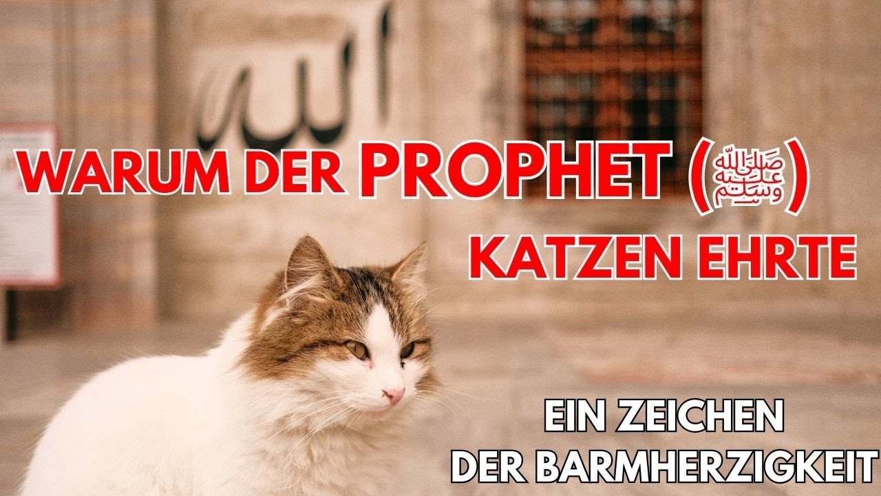 Warum der Prophet (ﷺ) Katzen ehrte – Ein Zeichen der Barmherzigkeit - Der Islam