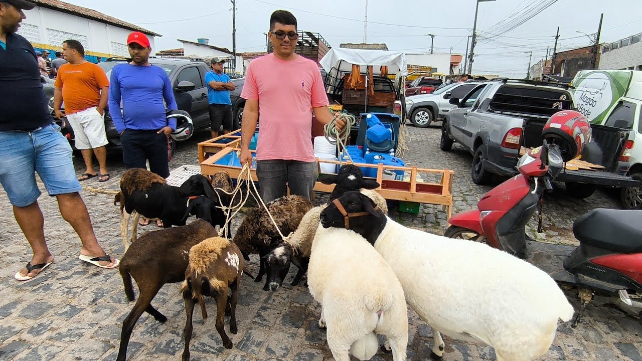 FEIRA DE ANIMAIS DE PUXINANÃ-PB 02/03/2026