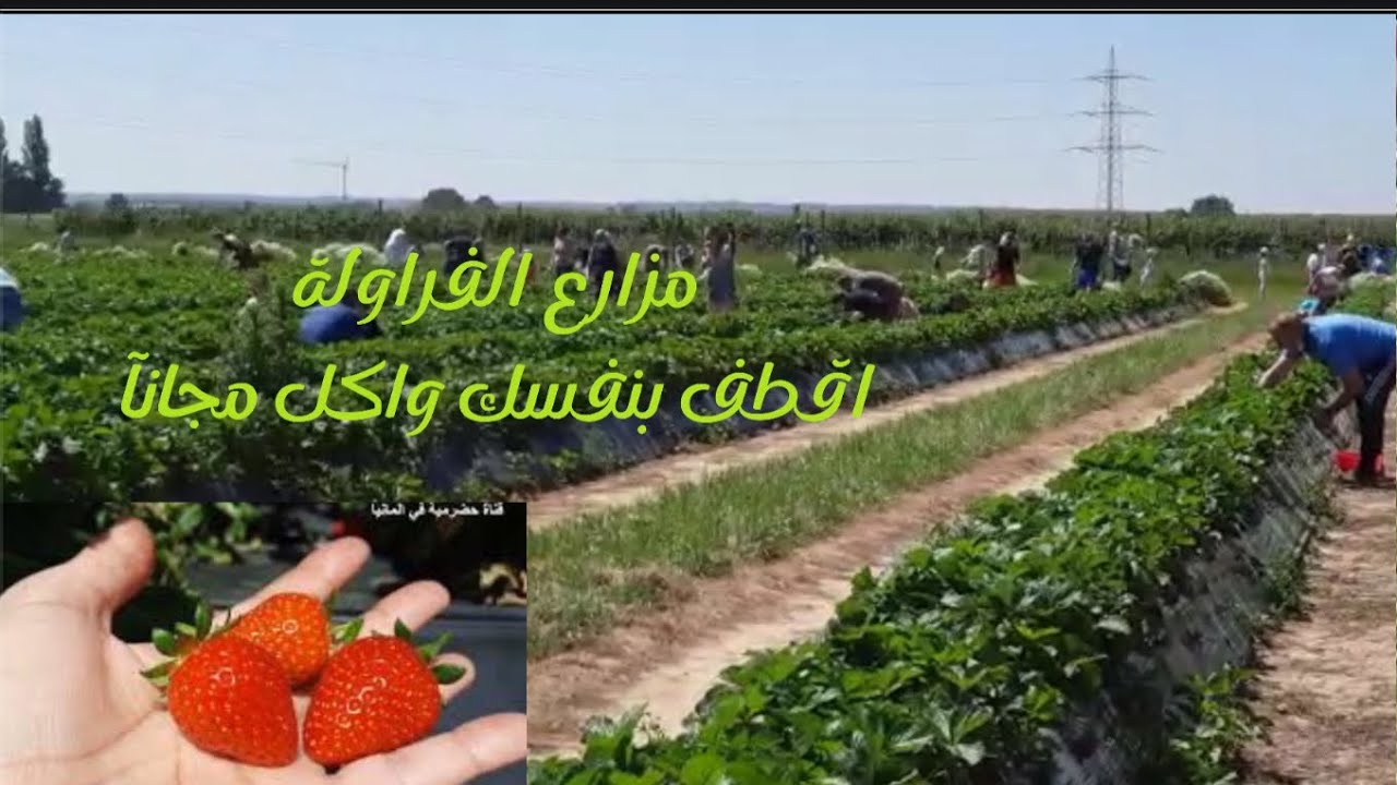مزارع المانيا تسمح لك بقطف  ماتحتاجة من فواكة بنفسك و تأكل مجانا