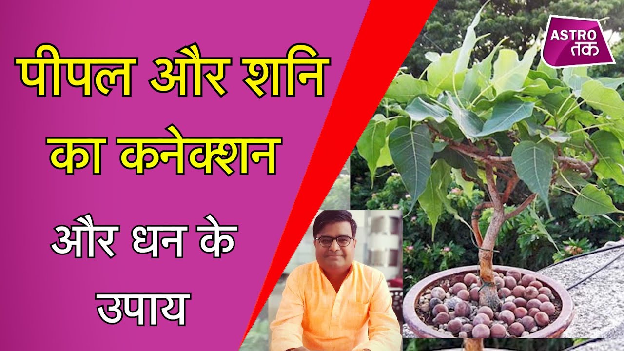 क्या है पीपल और शनि का कनेक्शन और कैसे पीपल से पाएं शनि पीड़ा से मुक्ति|Shailendra Pandey|Astro Tak