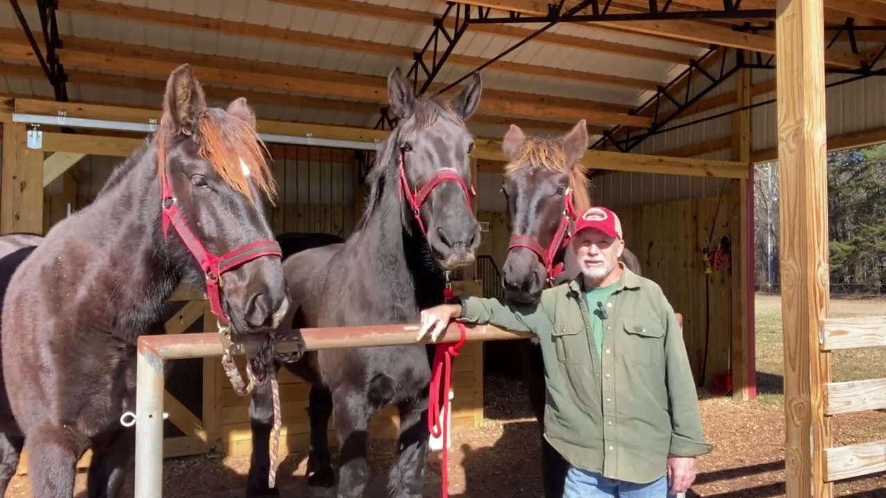 Percheron draft horses - side by side comparison between juvenile and adult