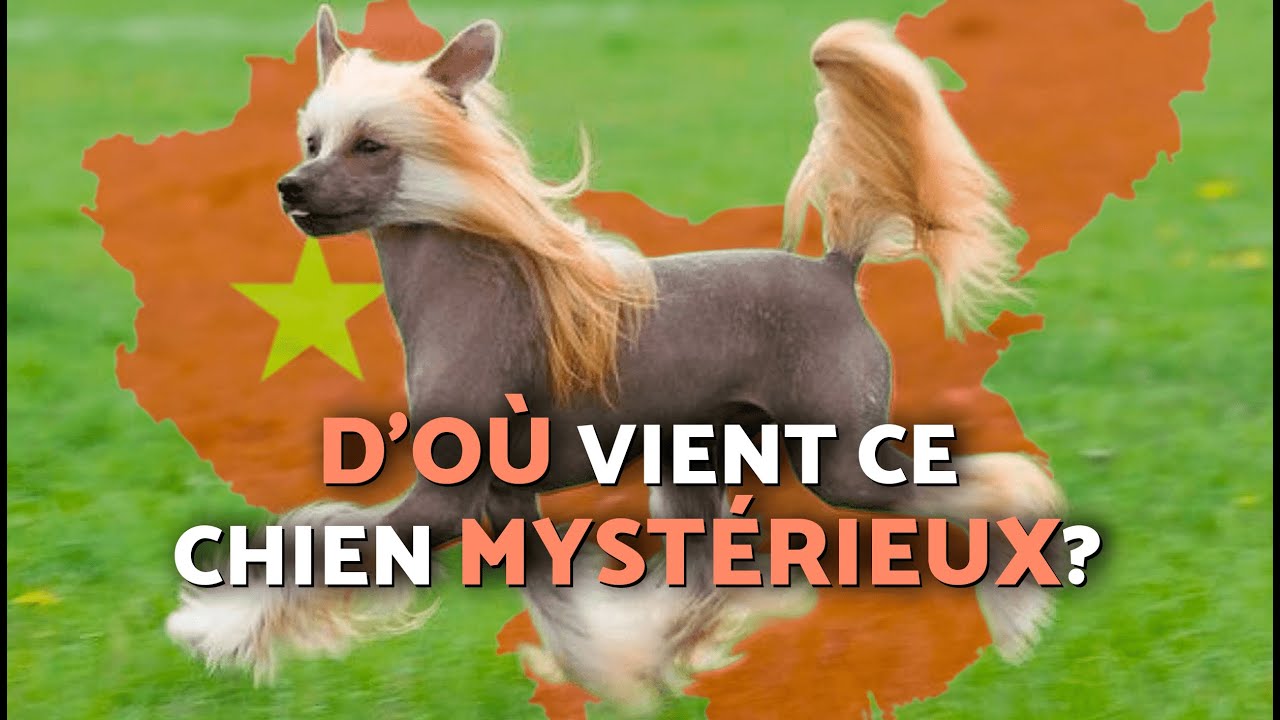 Le mystérieux CHIEN CHINOIS À CRÊTE ! D'où vient-il ? 🐶 ORIGINE et CARACTÉRISTIQUES