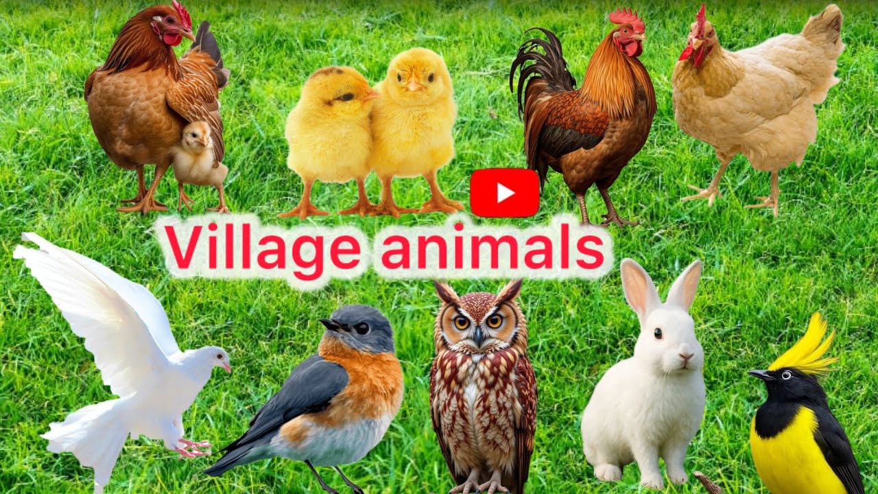 Collection on animals kabootar chicken sheep’s cows cat/village animals 