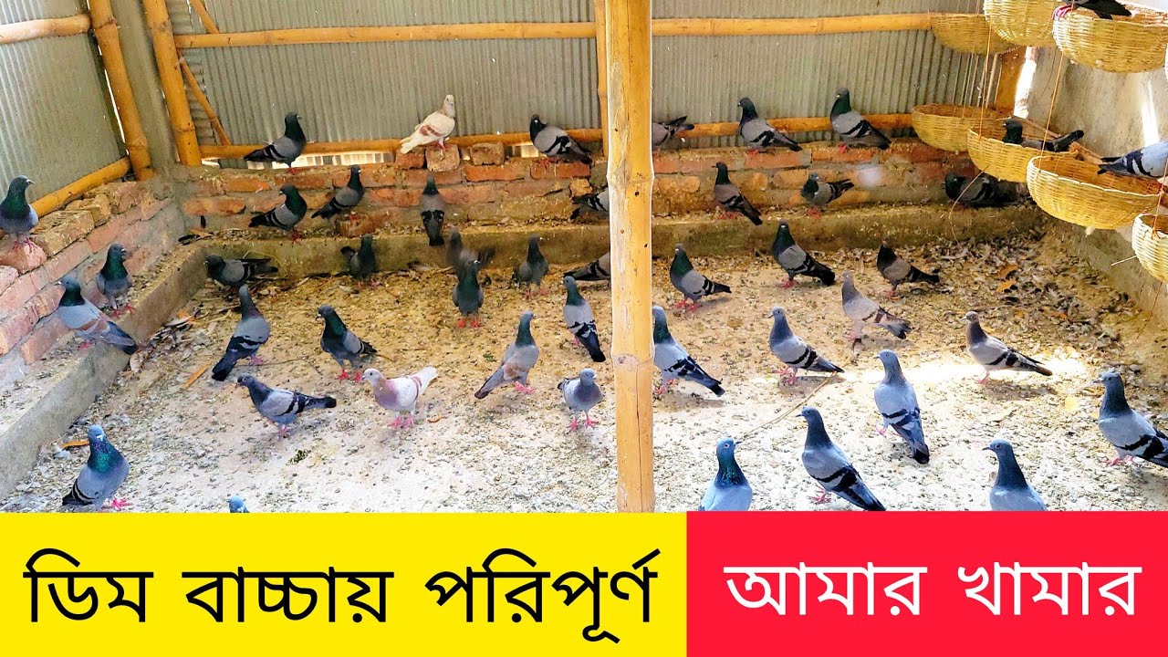 কবুতর পালন পদ্ধতি | কবুতরের খামার | জালালি কবুতর | বুনো কবুতর | jalali kabutar | kobutor | kabutar
