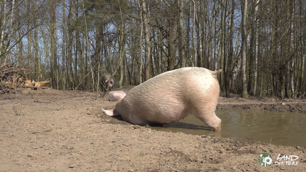 Wenn Schweine baden gehen: Badetag im Schweineland 🐷❤