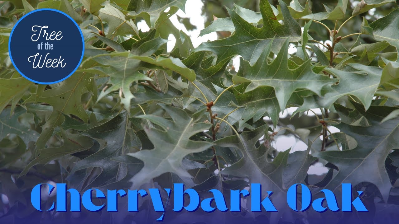 Tree of the Week: Cherrybark Oak