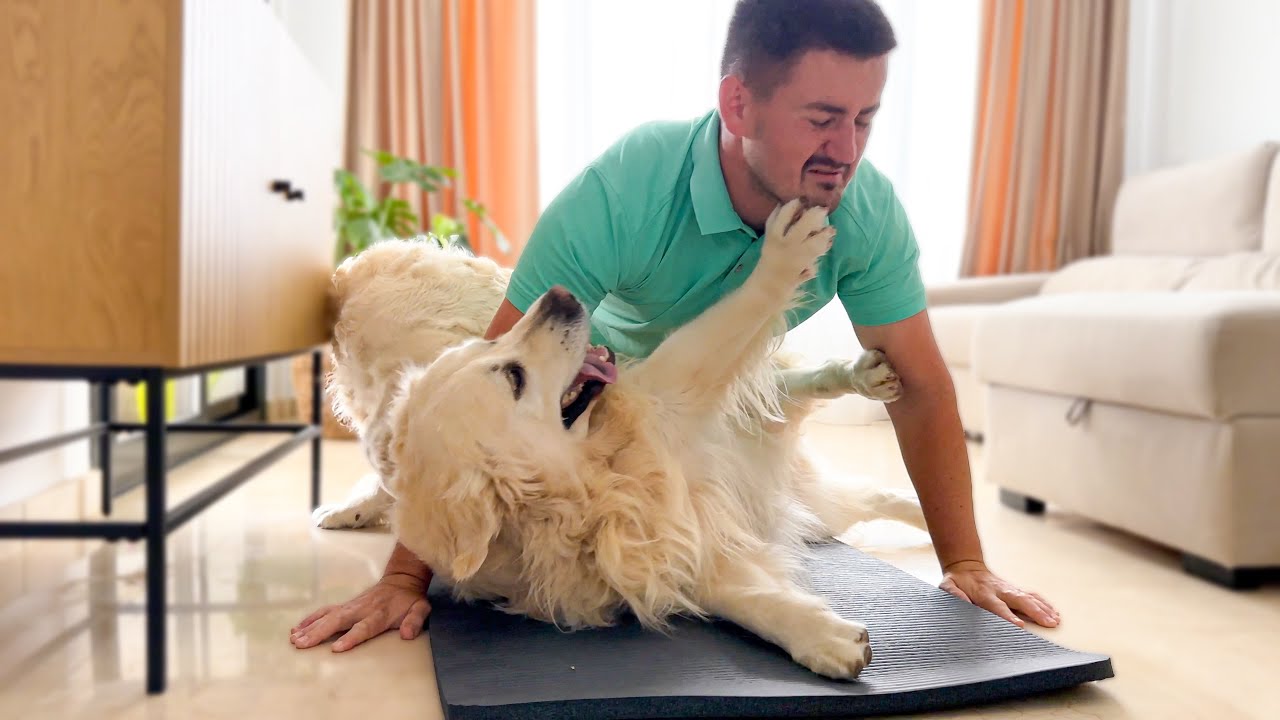 What does a workout look like when you have a Golden Retrievers!
