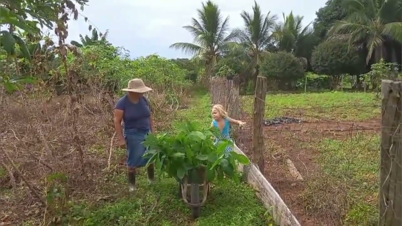 No vídeo de hoje plantio de cacau cupu açú e mostrando um pouco da chácara do senhor Luiz 