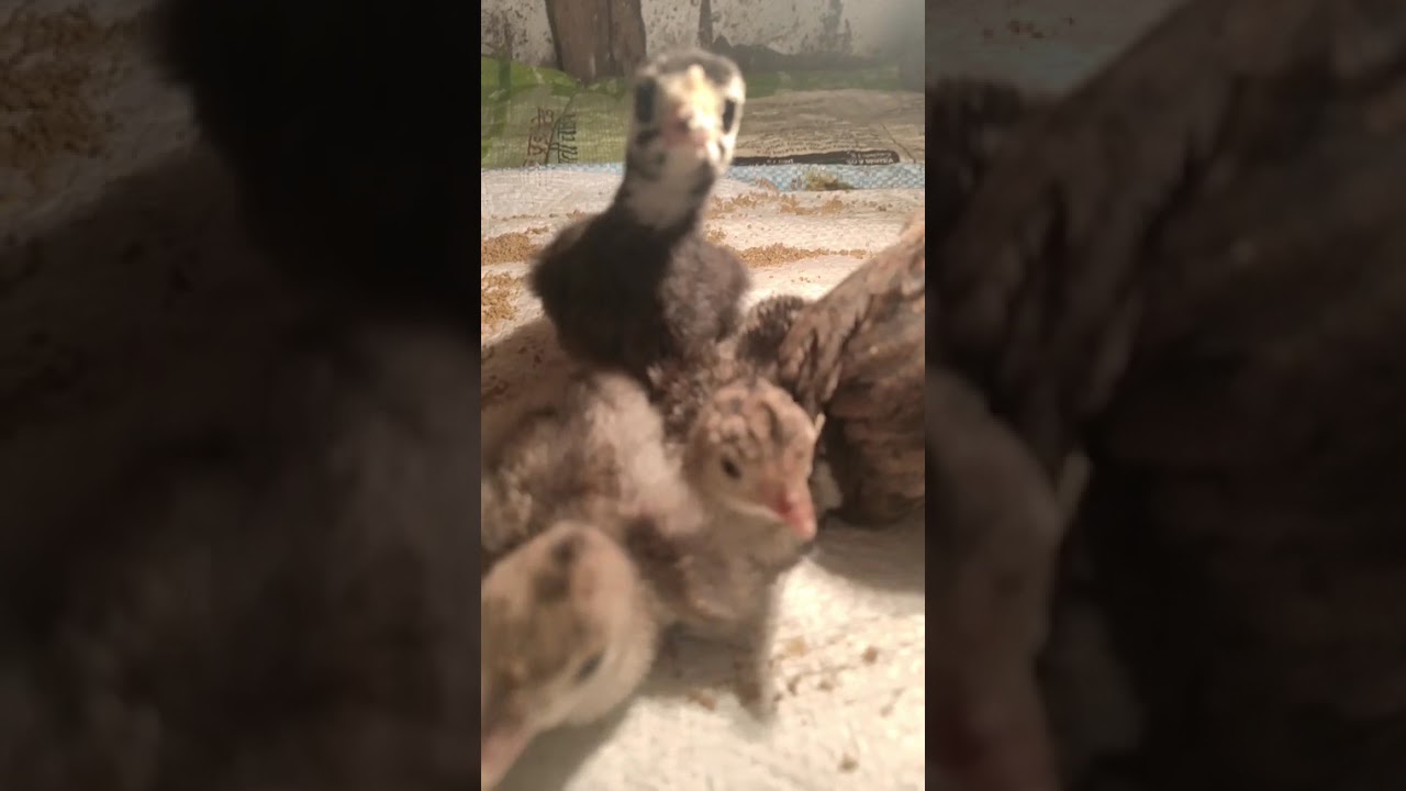 Turkey Ko Challa Kasari Hurkaunu Parchha Sathi Haru, Hernu Hola Ani Siknu Hola Hai?