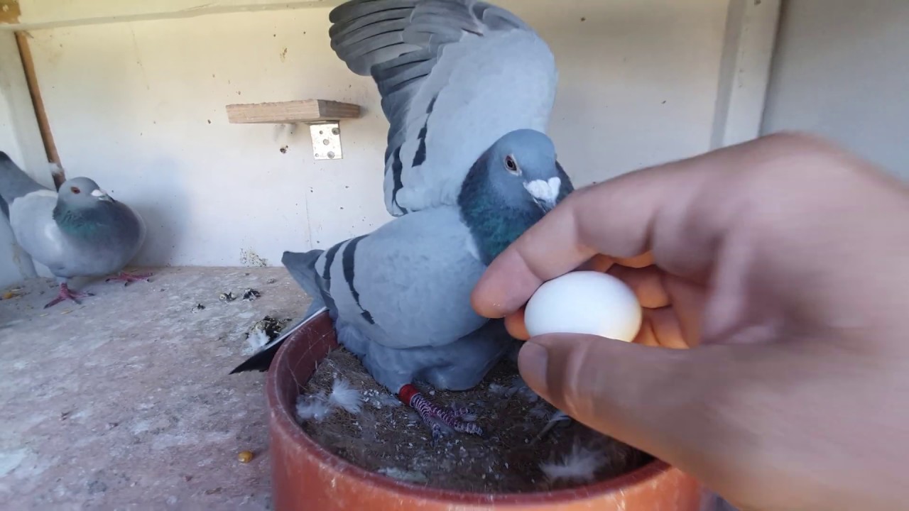 Leo The Pigeon Eggs Are Hatching🥚