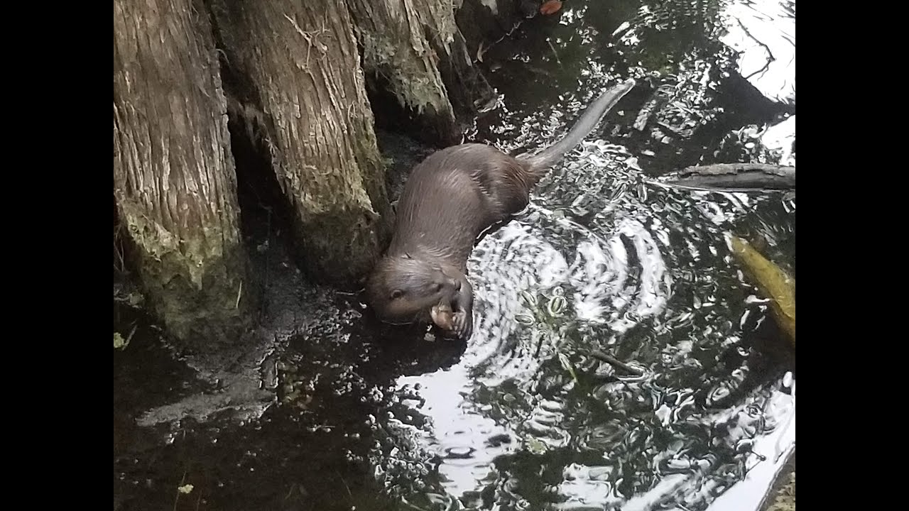 Otter!!!!
