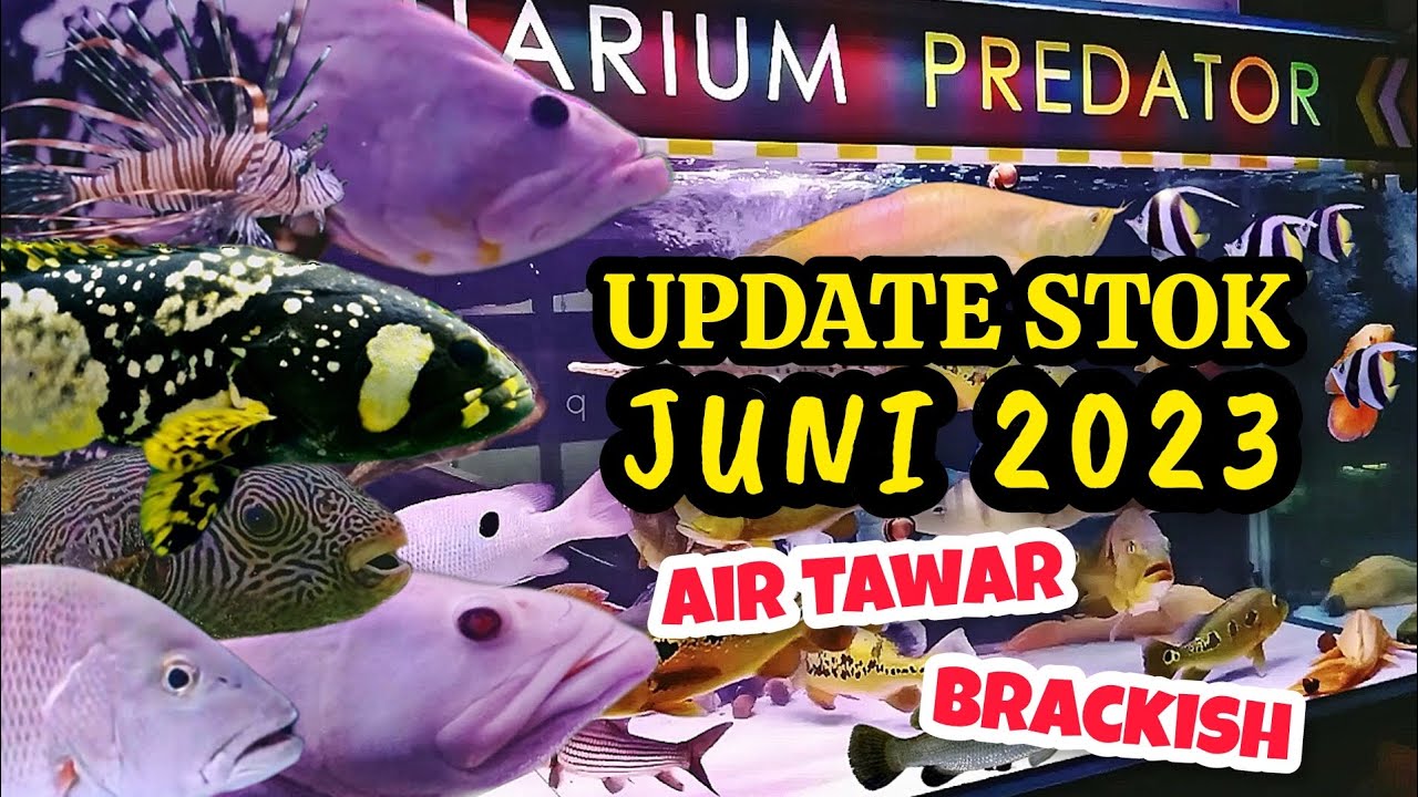 Update Stok Terbaru Ikan Predator Air Tawar dan Brackish - JUNI 2023 di Warunk Aquarium Official