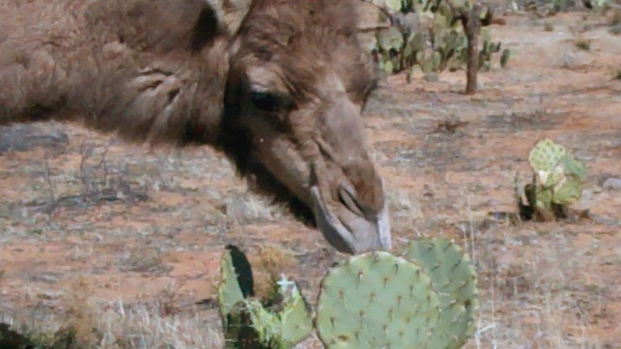 Camels eating cactus