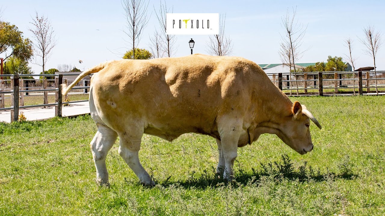 El Buey más grande del mundo: POTXOLO