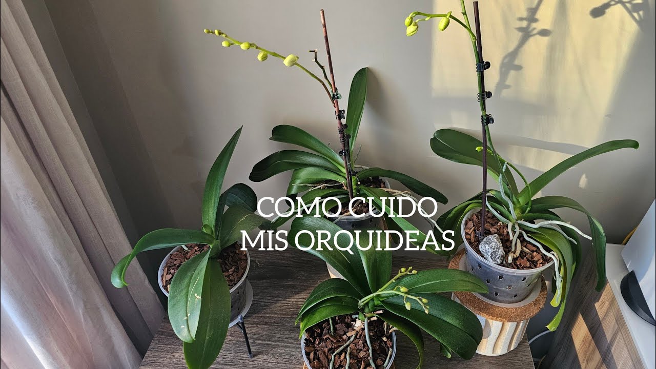 COMO CUIDO MIS ORQUIDEAS #orquideas #plants #flores #garden #orchid #cuidadosdeplantas 