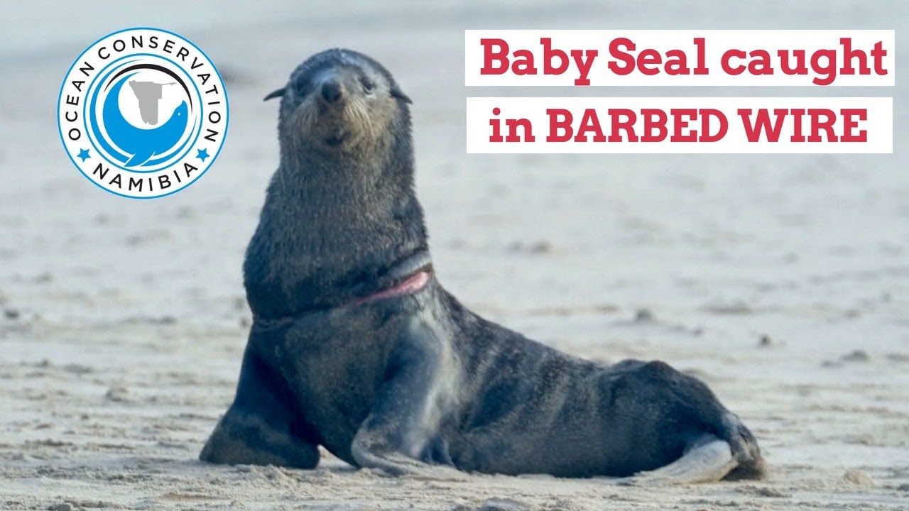 Baby seal with BARBED WIRE rescued