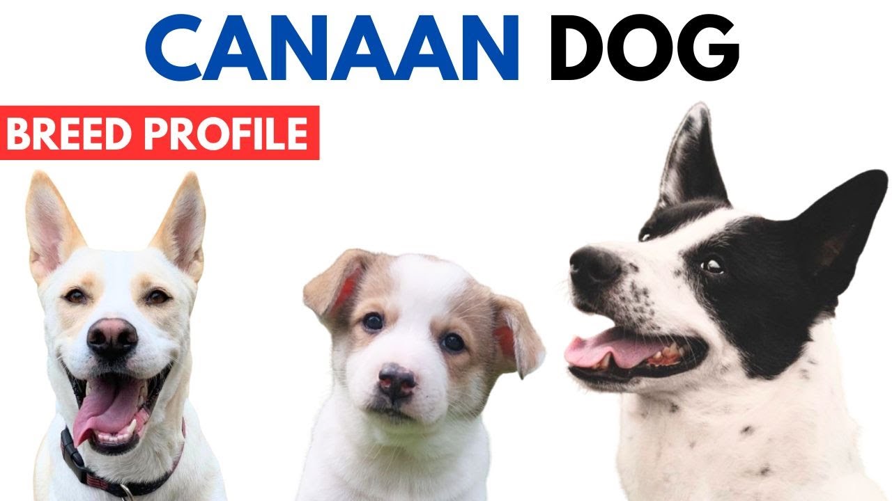 Canaan Dog Breed Profile History - Price - Traits - Canaan Dog Grooming Needs - Lifespan
