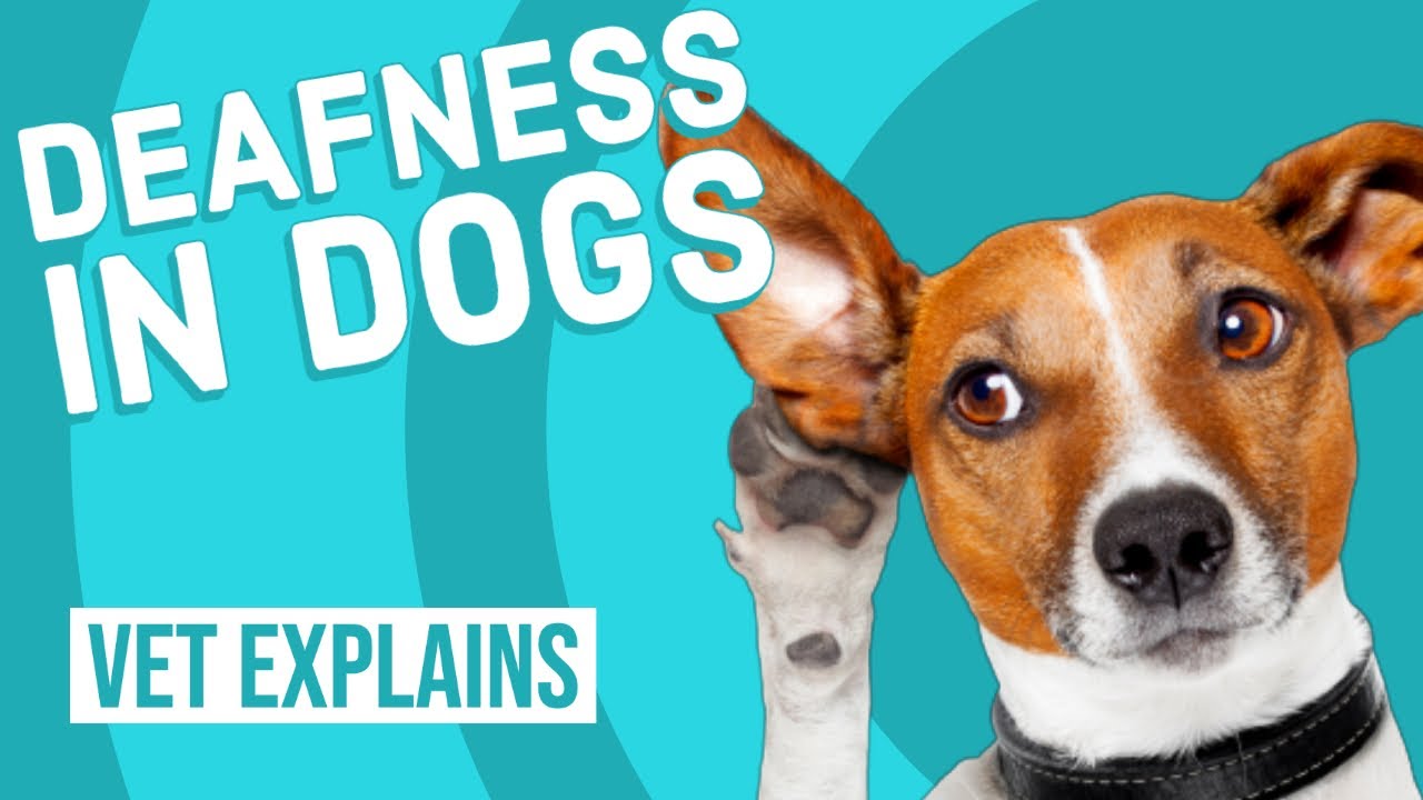 Deafness in Dogs