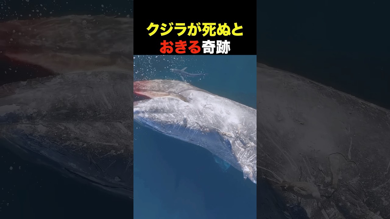 クジラが死ぬと深海で奇跡が起きる