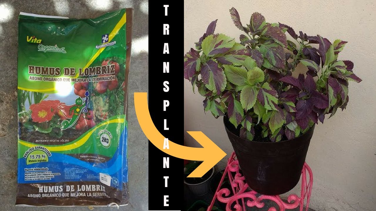 Como recuperar y traspantar tu planta Coleo o Cretona // Coleus blumei