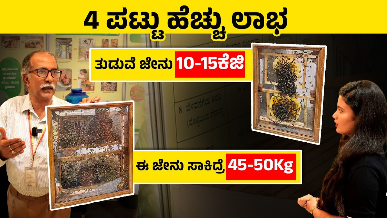 ಲಾಭದಾಯಕ ಜೇನು ಕೃಷಿ ಮಾಡುವುದು ಹೇಗೆ? ಈ ತಳಿಯ ಜೇನು ಸಾಕಿದ್ರೆ 40-50KG ವರ್ಷಕ್ಕೆ  ಜೇನುತುಪ್ಪ|European Honey Bee
