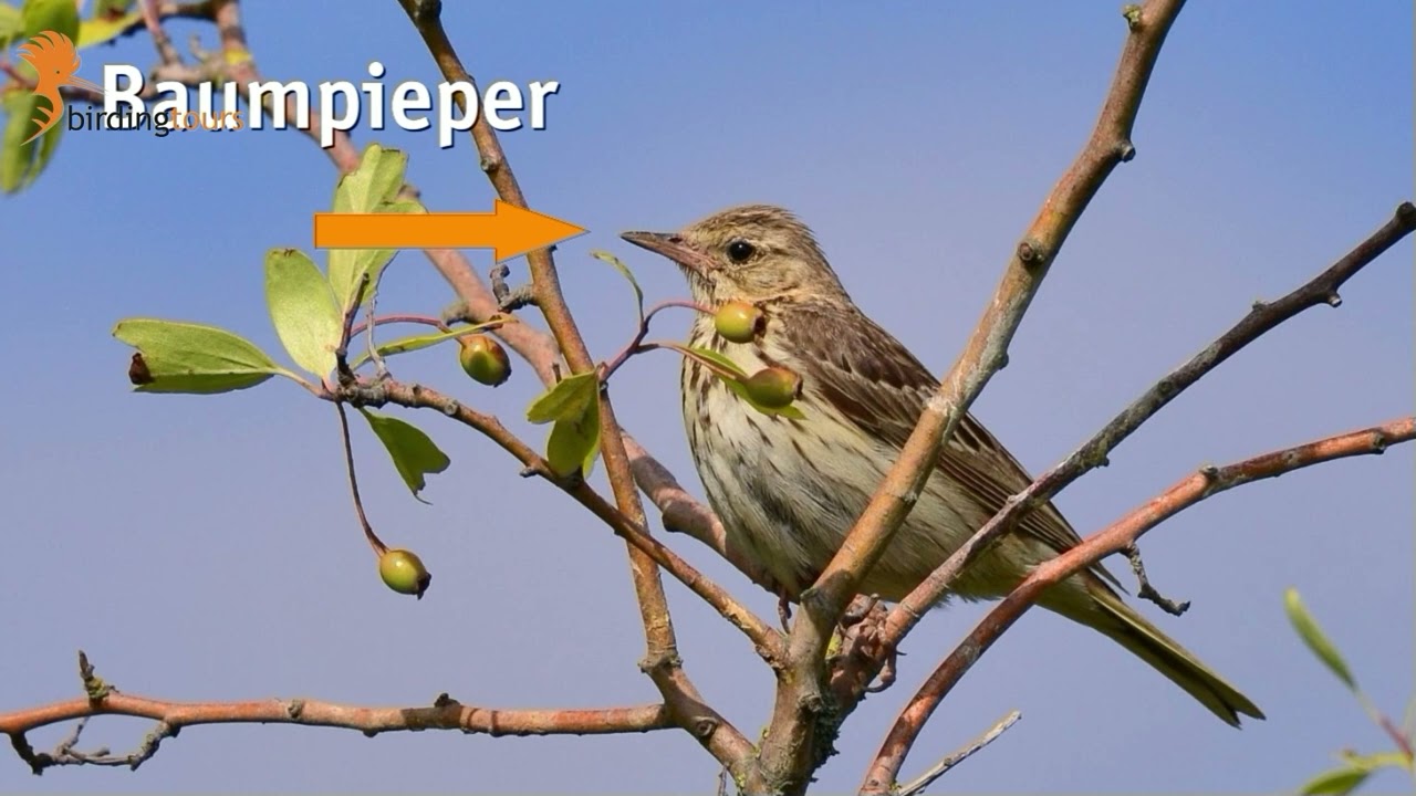 Im Fernglas: Wiesenpieper & Baumpieper bestimmen