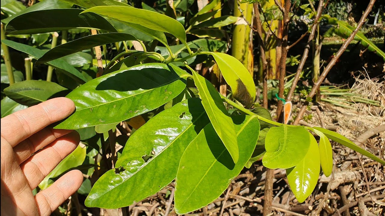 Planting 2 Black Sapotes - Chocolate Pudding Fruit