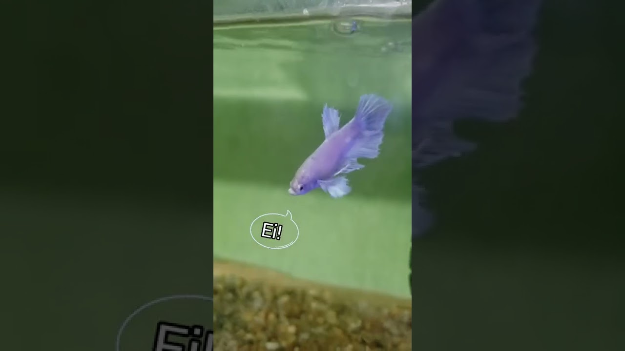 Papai Betta e Mam&atilde;e Betta passam bem. E os filhotes dos Bettas seguem crescendo. Querem a evolu&ccedil;&atilde;o?