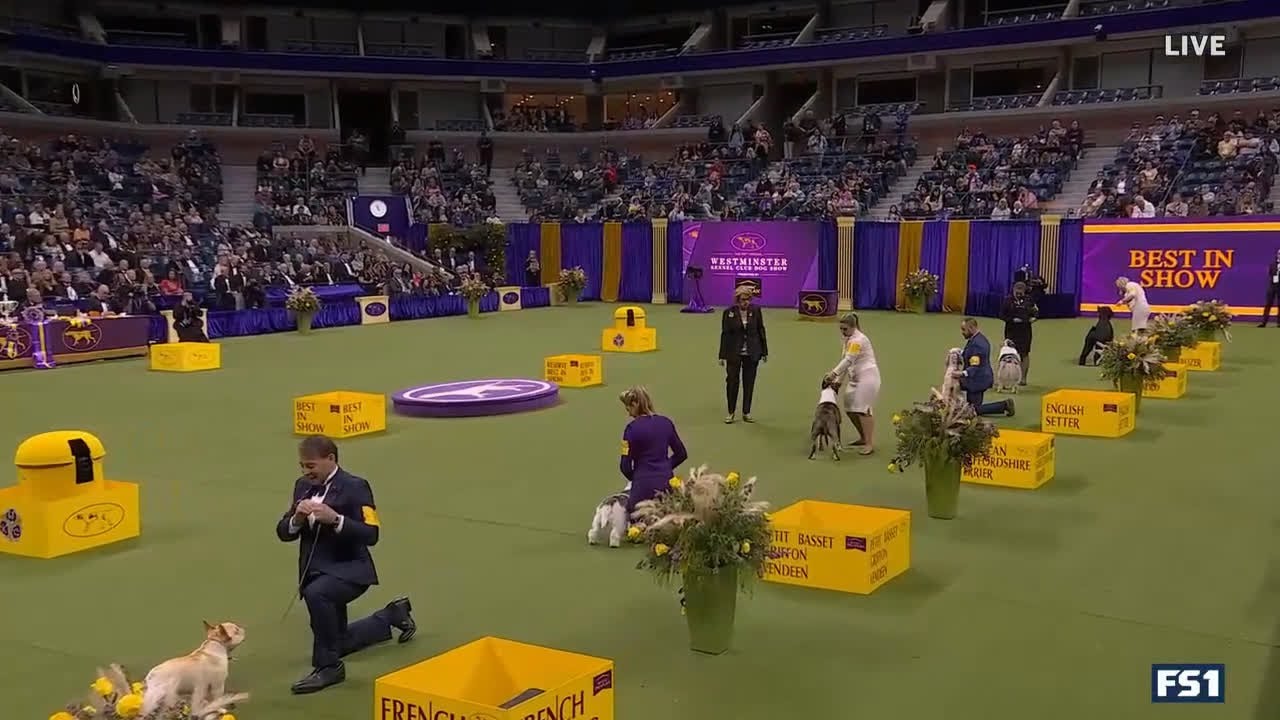 Лучший судья выставки 2023 года