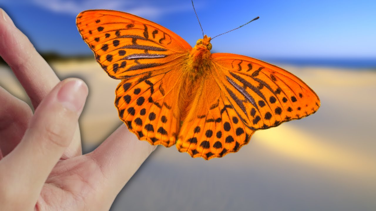 Meijendel Nature Reserve: Home of Argynnis paphia with Bart Coppens in NatureVlogs [SHORT VERSION]